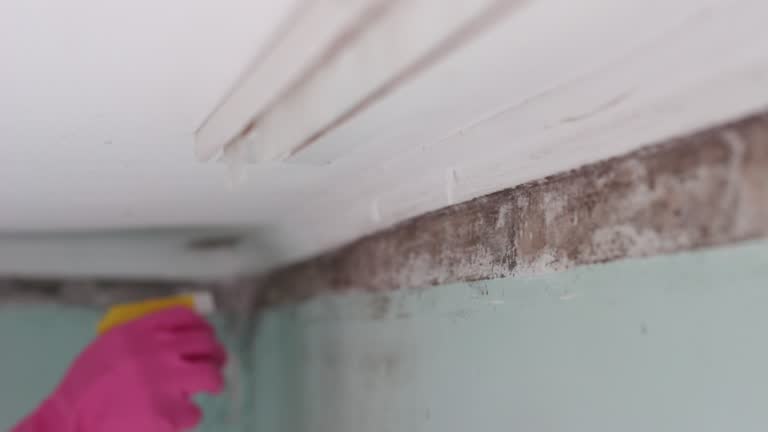 Best Mold Prevention Services  in Withamsville, OH